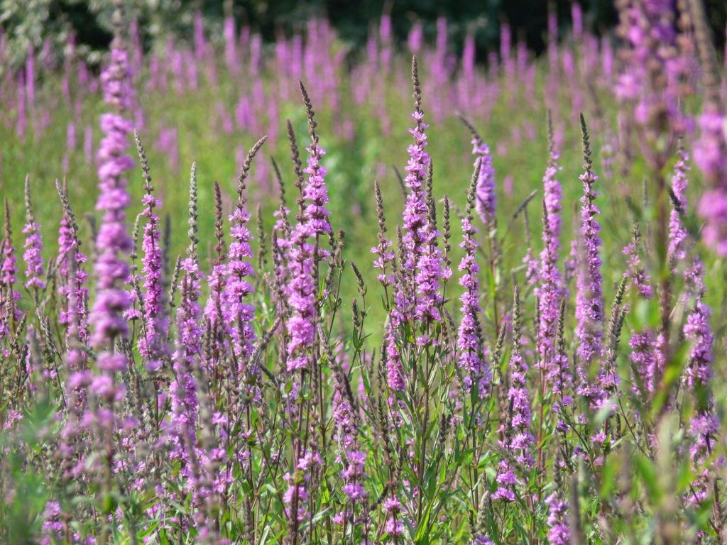 Lythrum salicifolia 1