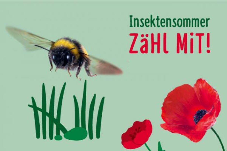 insektensommer