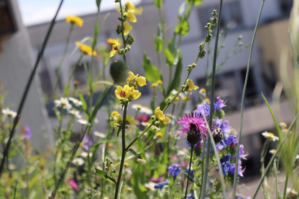 Copyright: Katharina Heuberger / www.wildermeter.de