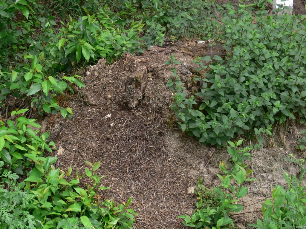Ameisenhügel