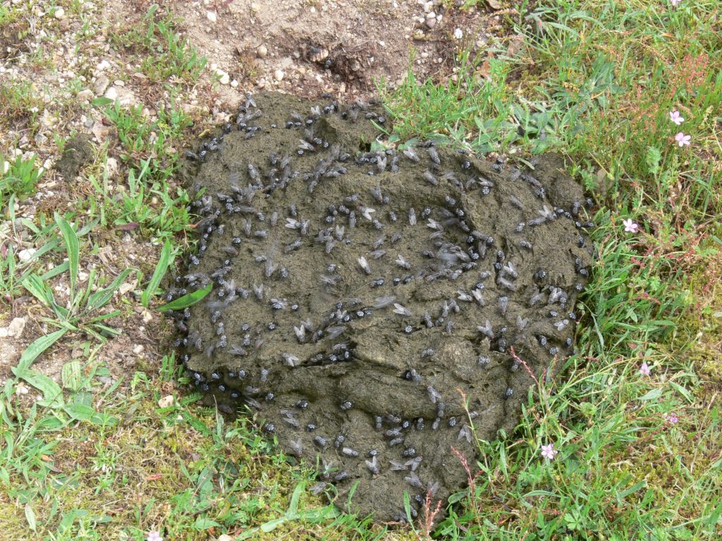 Dungfliegen