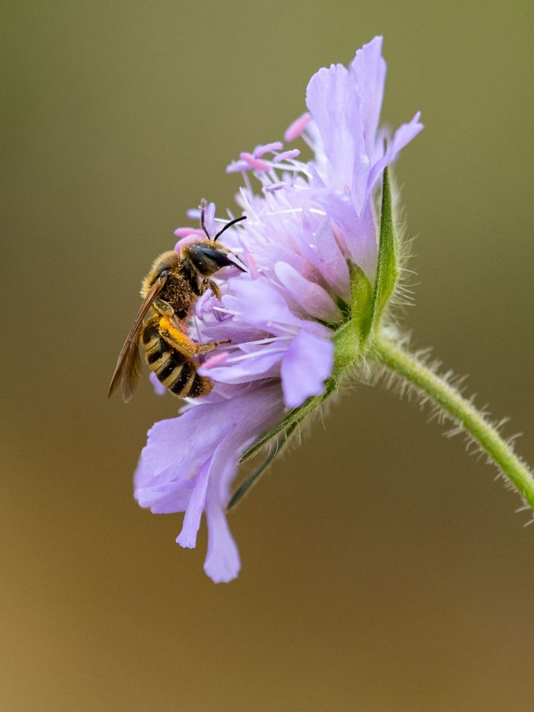 Halictus scabiosae von Otto de Zoete