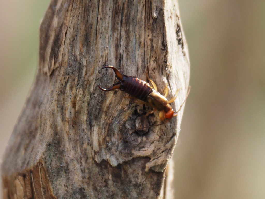 Foto: Ortrun Heine