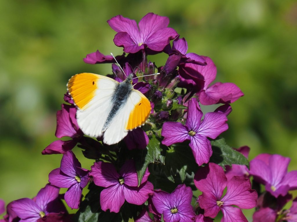 Foto: Ortrun Heine