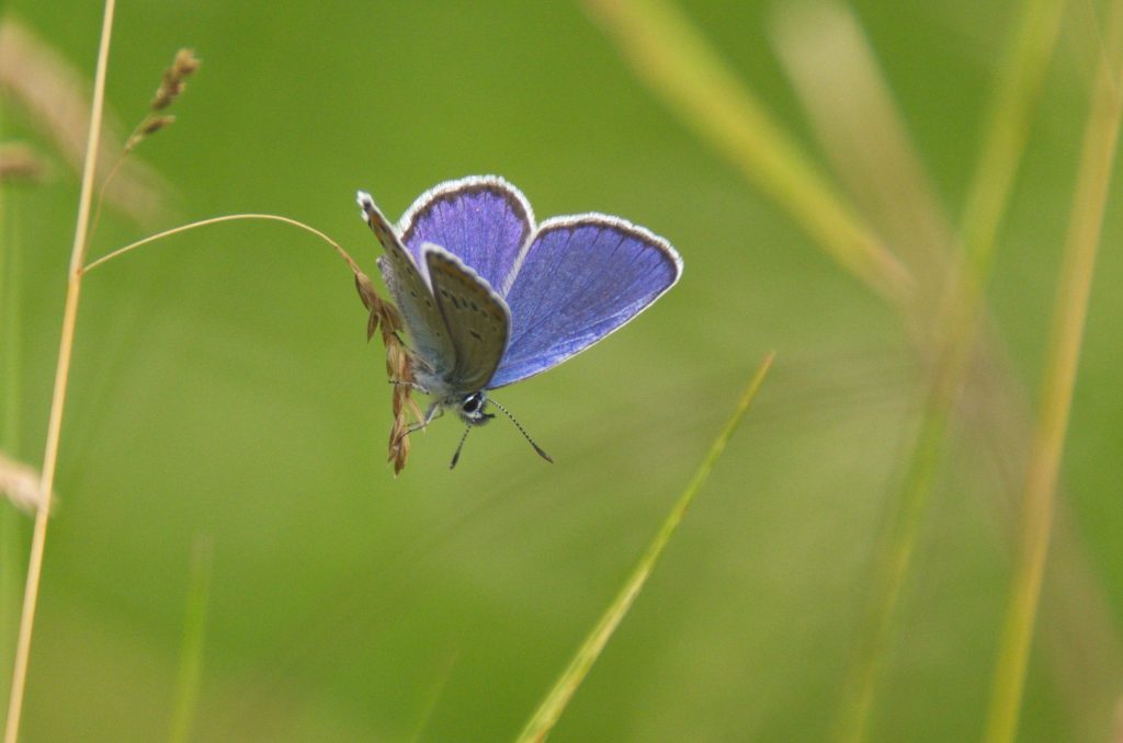 Blauhechel-Bläuling (Polyommatus icarus).
Fotograf: Dietrich Cerff