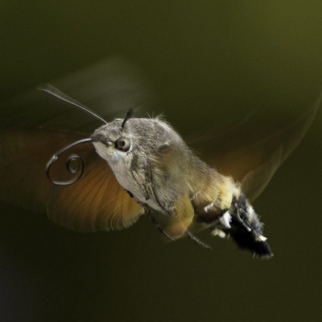 Taubenschwänzchen fliegend Otto de Zoete