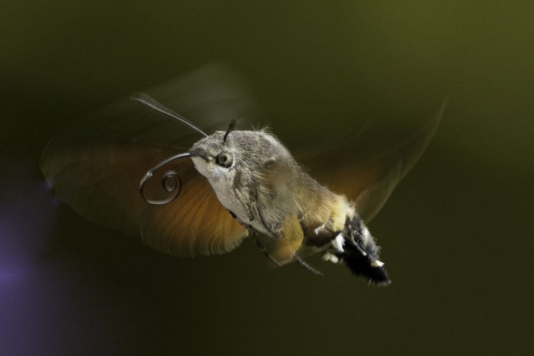 Taubenschwänzchen fliegend Otto de Zoete